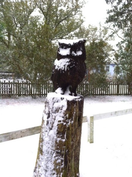 Return of the Snowy Owl